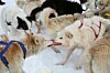 Bekymret for indavl blandt grønlandske hunde