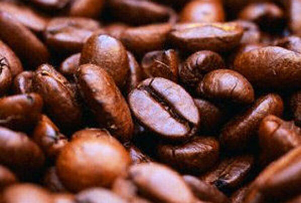 Kaffeplanten er nemlig ekstremt sårbar over for selv små udsving i temperatur og nedbør, som kan ødelægge en hel høst. Foto: Arkiv