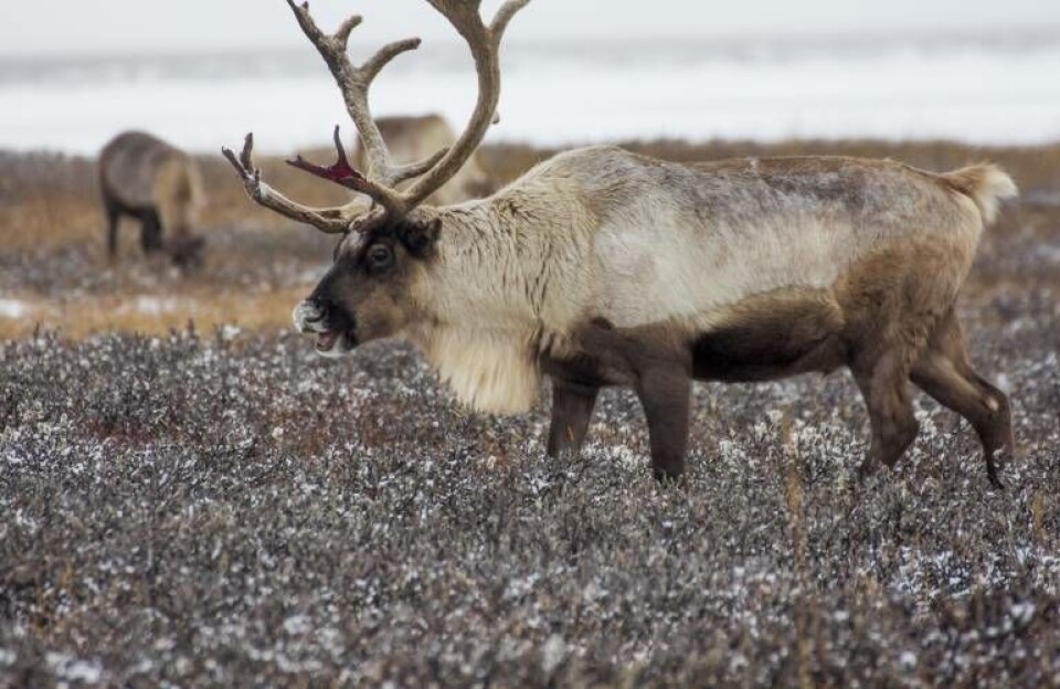 Nye regler for ansøgning om jagtlicenser