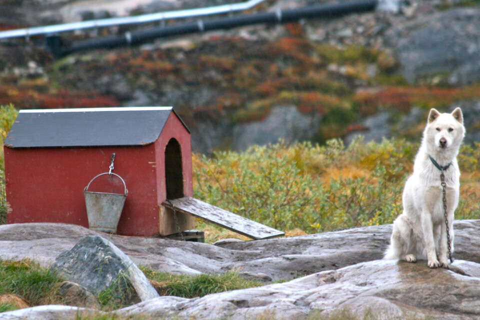 Slædehund, sommer