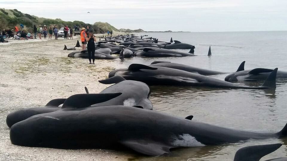 AP har taget dette billede af de mange strandede grindehvaler. grindehvaler