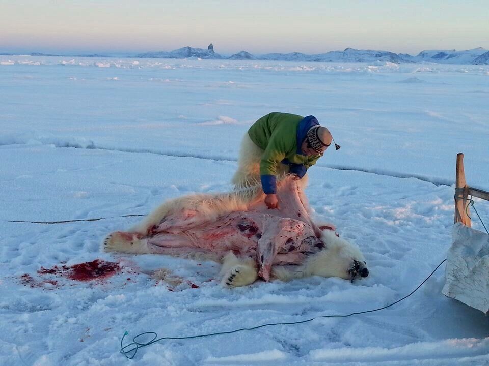 Rovdyr i toppen af fødekæden som eksempelvis isbjørne, tandhvaler og ringsæler indeholder rigtig meget PFAS. Fangere i Østgrønland spiser meget kød fra disse dyr og har derfor nogle af de højeste koncentrationer af PFAS i blodet, viser studie.(Arkivfoto)