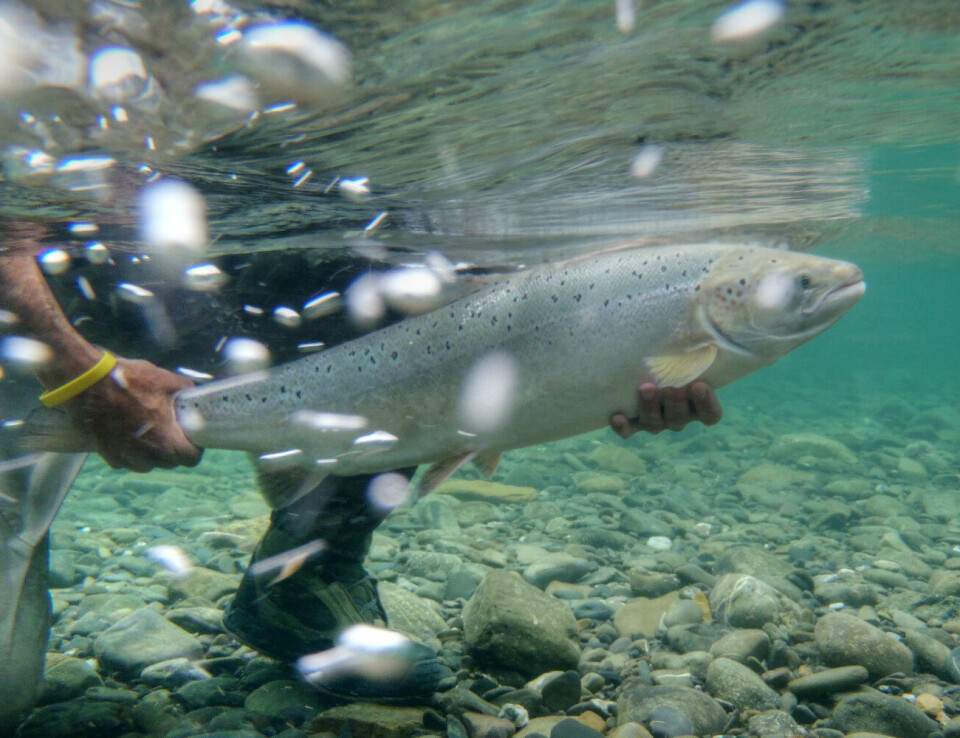 Laksefiskeri er kernen i mange borgeres levebrød og livsstil i Alaska. Arkivfoto Laks, flod, USA