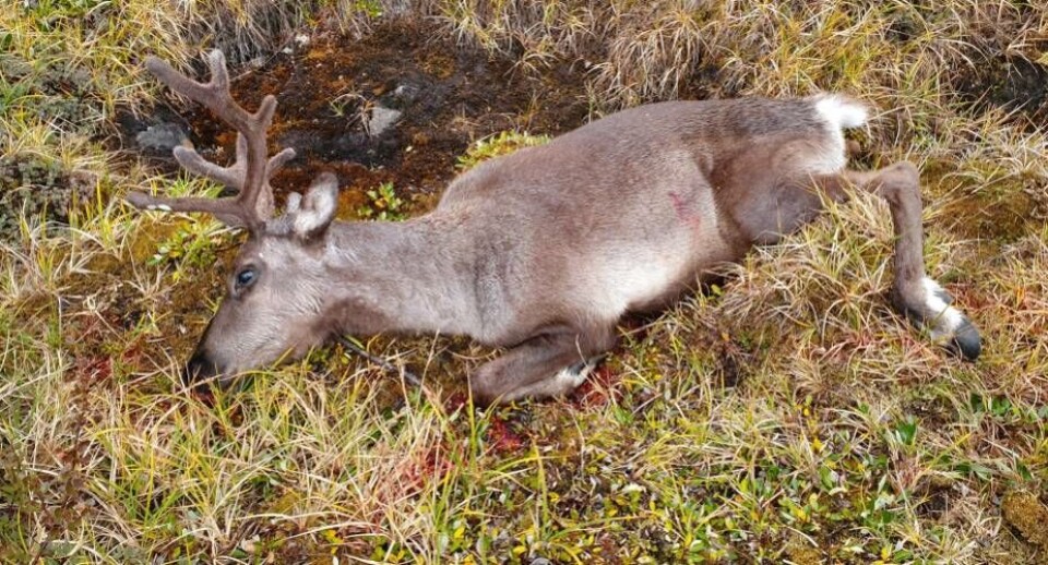 Årets første jagt kan få mange på tur i fjeldet. Derfor er det vigtigt at huske et par gode råd, når man er afsted.