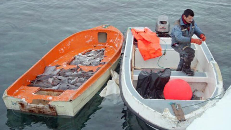Det kystnære hellefiskefiskeri i Diskobugten med joller blev stoppet den 14. august, alligevel har jagtbetjenten i Ilulissat efter denne dato observeret flere jollefiskere, der trak deres langliner ind. Fiskeren på billedet har intet med det ulovlige fiskeri at gøre.