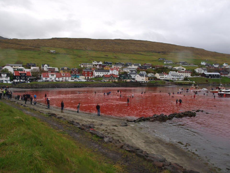 Grindefangst, Midvágur, Vágar, Færøerne