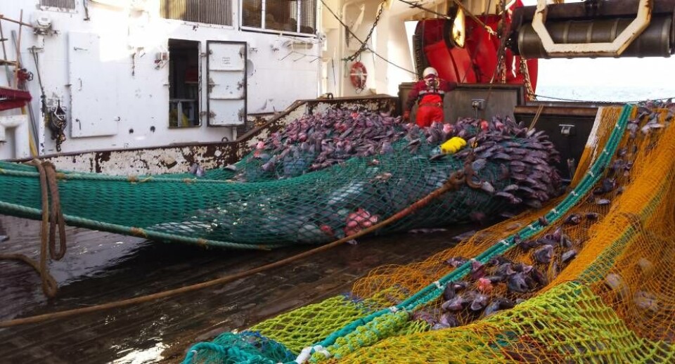 Grønland kan fiske kulmule og sild ved Færøerne i 2016 Trawlerfiskeri - hellefisk