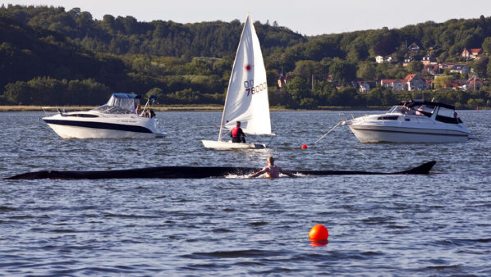 En finhval blev landskendt denne sommer, da den svømmede ind i Vejle Fjord for at dø. Polfoto: Foto Angelina Owino Vejle Amts Folkeblad