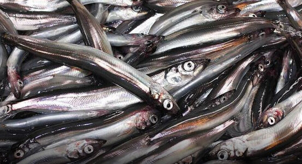 Lodde er en laksefisk og lever i store mængder i Barentshavet.
