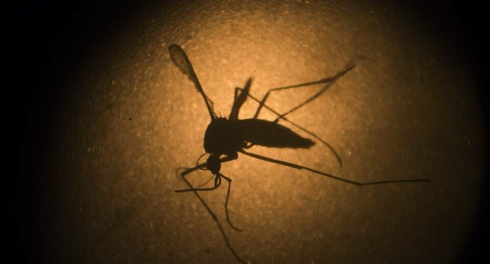 Statens Serum Institut fraråder nu gravide at rejse til udbrudsramt område i Miami på grund af zikavirus