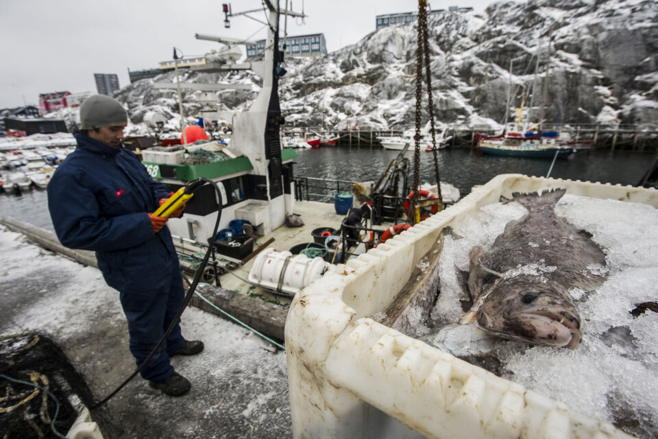 KNAPK har anmodet om en højere kvote til fiskeriet efter hellefisk mellem Paamiut og Qaqortoq. (Arkivfoto)