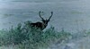 Vilde hunde jager rensdyr