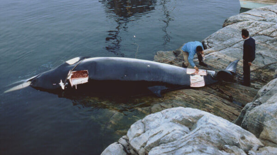 Island har solgt ulovligt hvalmel til Danmark. Her er det dog en ganske uskyldig grønlandsk sildepisker helt tilbage i 1971. Foto: Polfoto/DIGO