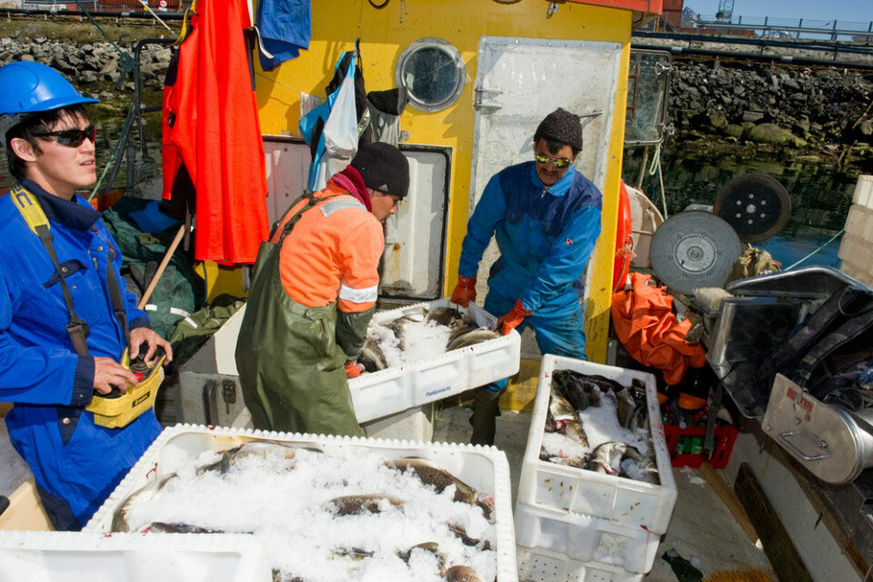 Fiskere i gang med at indhandle torsk til til Royal Greenland