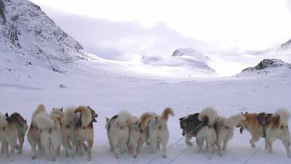 Herrernes kvalifikationsløb til Avannaata Qimussersua foregår lørdag den 5. marts i Sisimiut. Foto: Qimusseq.org.
