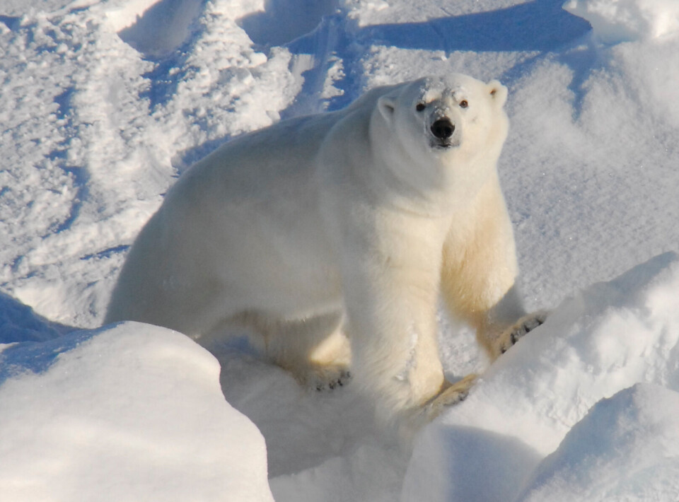 Norge beder impuls-turister holde sig fra Svalbard