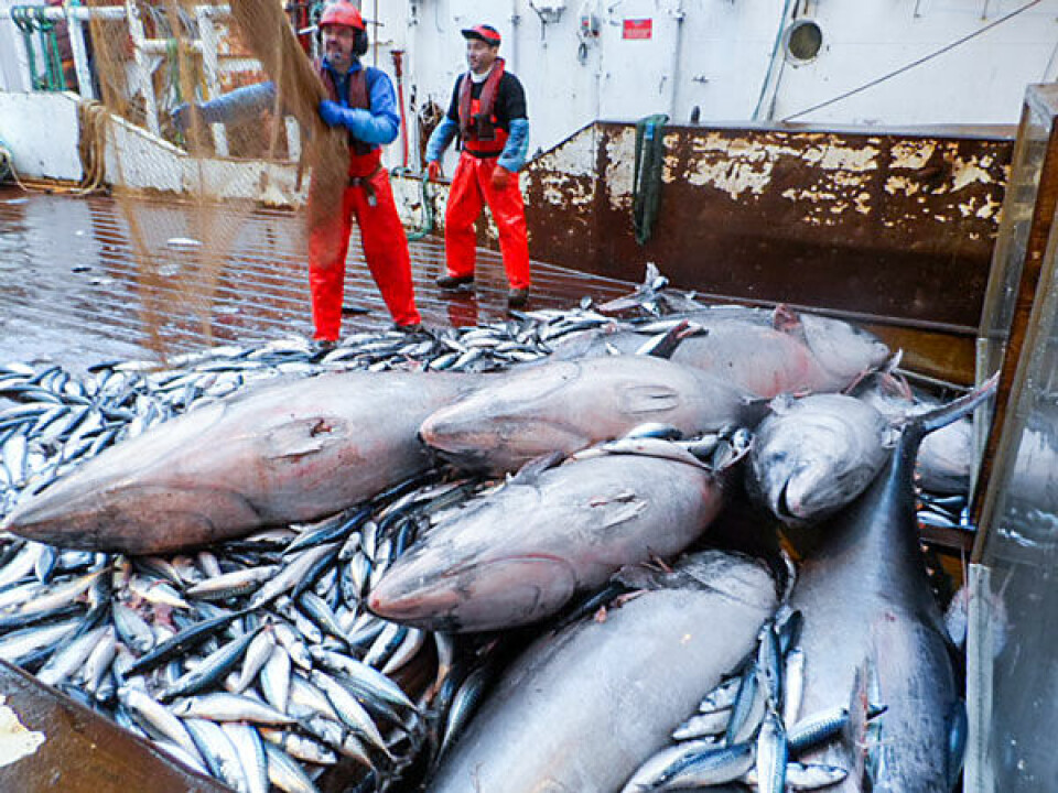 Nu kan Nuuks borgere selv opleve de store tunfisk, som blev fanget som bifangst i forbindelse med makrelfiskeriet i Østgrønland Tun, tunfisk, makrel