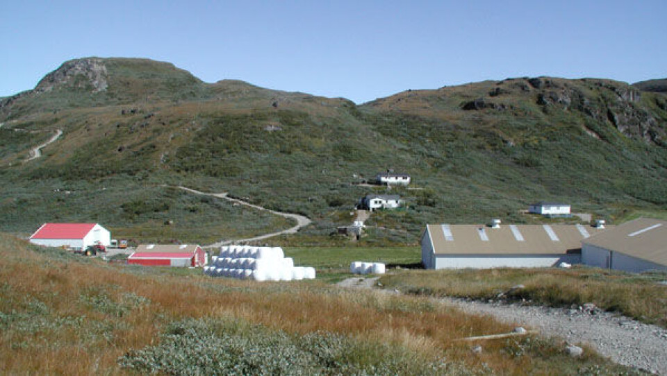 Sydgrønland vil være på verdensarvslisten og vil nu sætte fokus på områdets 1000 år gamle bondekultur. Her er det fåreholderstedet Timerliit. Foto: Narsaq Foto