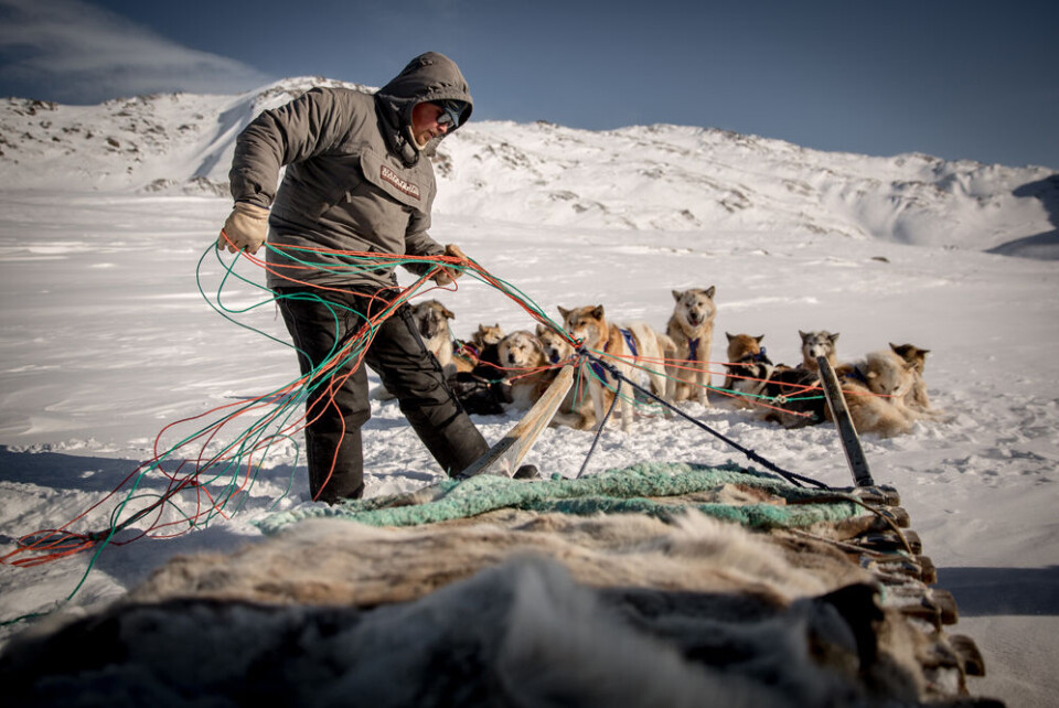 Hundeslæde, Sisimiut