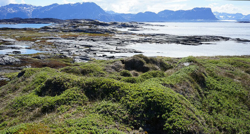 Ruin af et vinterhus bygget af tørv i skærgården i den vestlige del af jagtområdet.