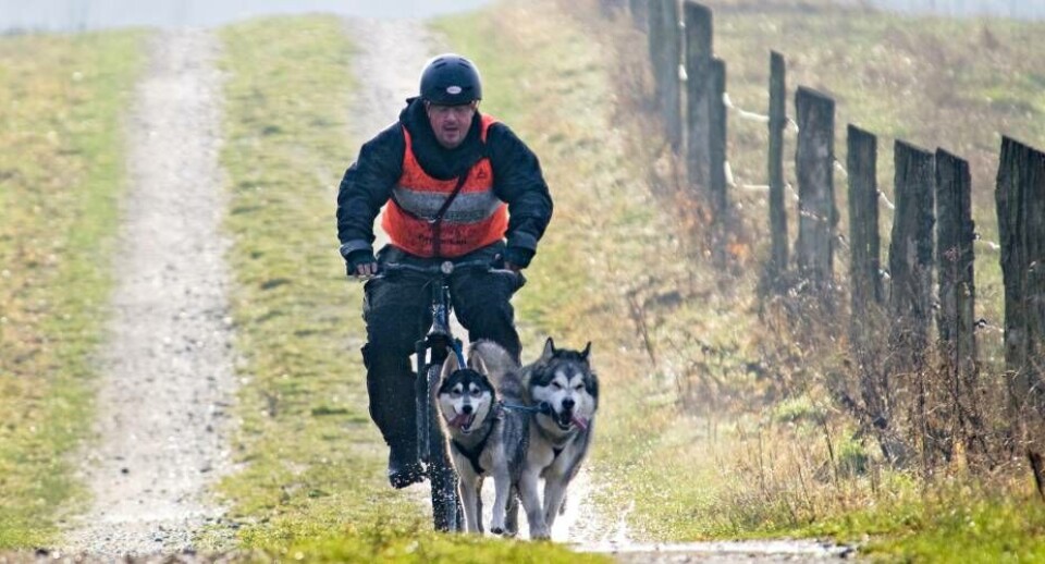 Transportminister giver grønt lys for hundetrukne vogne