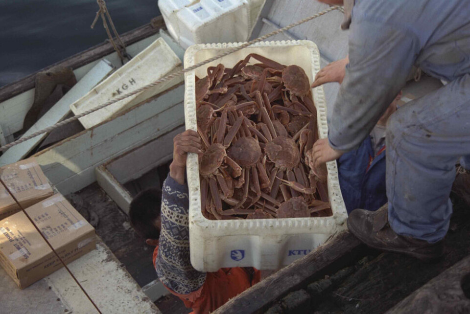 Krabbefiskeri, krabber, Sisimiut