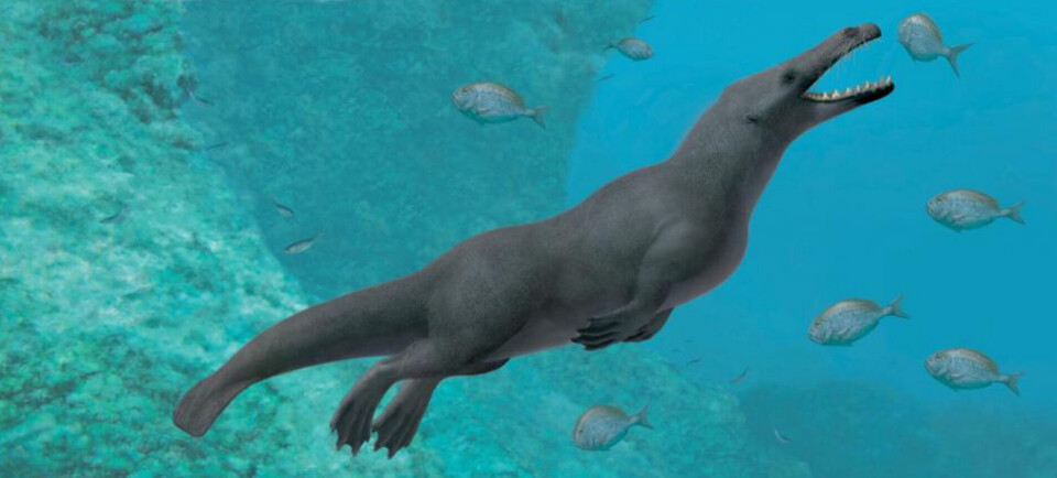 Urhvalerne var i begyndelsen en slags hovdyr, som dækker over de pattedyr, der har udviklet hove og klove fremfor klør.