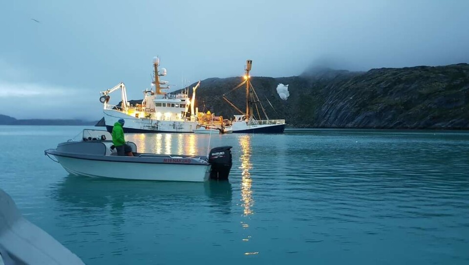 Royal Greenlands brøndskib suger levendetorsk op fra netburene, som efterfølgendebliver produceret på fiskefabrikken iManiitsoq.