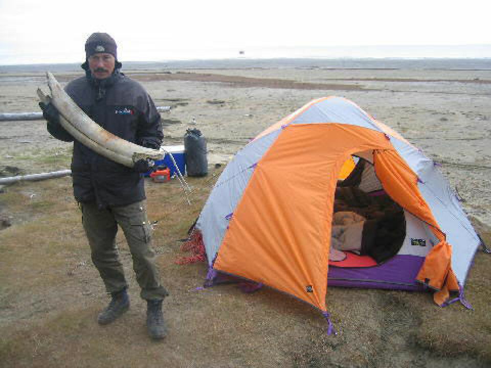 Tidligere har Ole Jørgen Hammeken på tur i åben jolle rundt om Nordpolen fundet rester af en mammut i Rusland. Foto: Privat