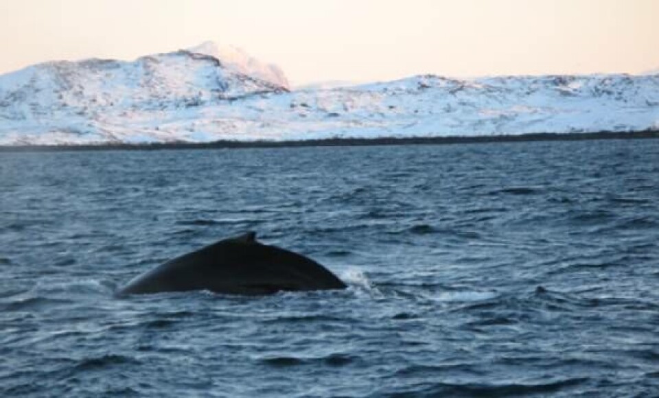 Grønland skal deltage i den nordatlantiske hvalfangskommissionens 20. møde, som skal holdes i Norge. Foto: Sermitsiaq Arkiv