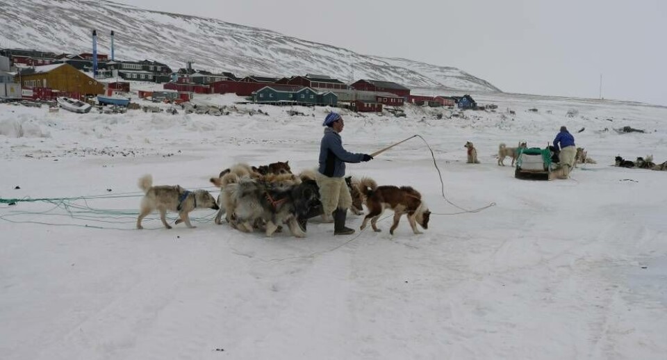 Der er ikke kød nok til alle hunde i Qaanaaq, efter hvalroskvoten er blevet til, så nogle hunde må aflives, efter endt sæson. Arkivfoto.