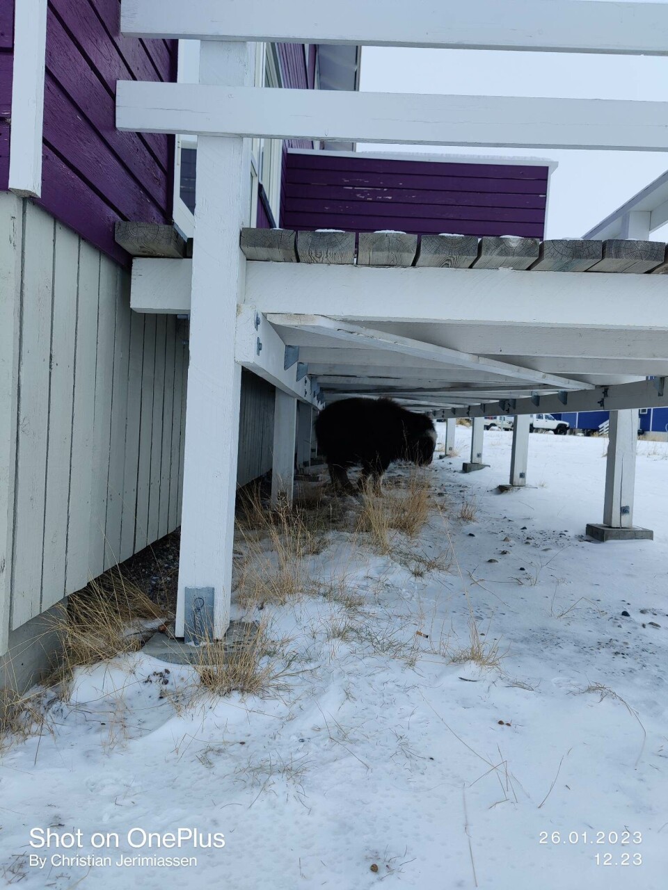 Kangerlussuaq har fået et nyt 'kæledyr'