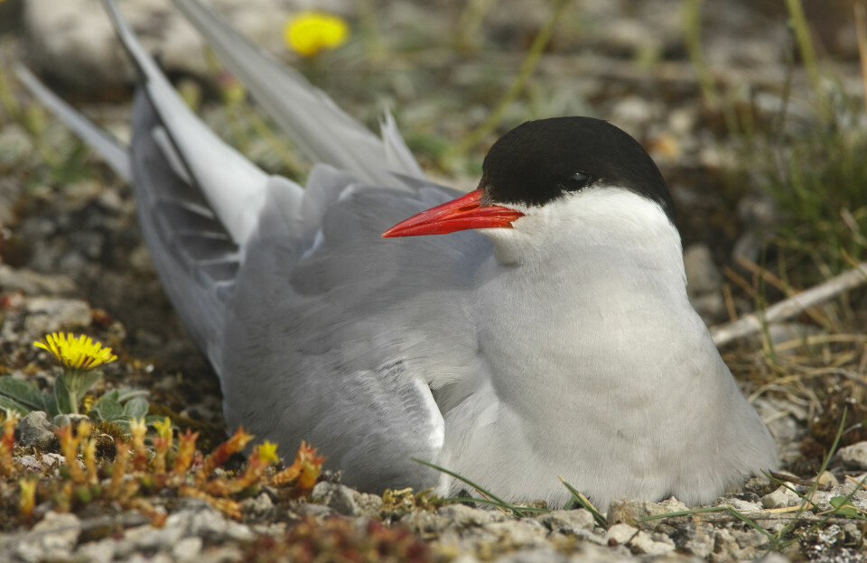 Unikt fugleliv på øgruppe er i en kritisk situation: – Det er ikke givet, at det opstår igen