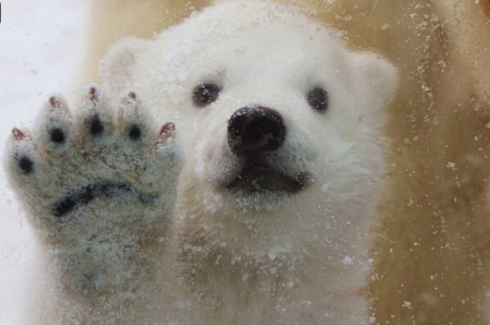 Aluu, foto: Aalborg Zoo