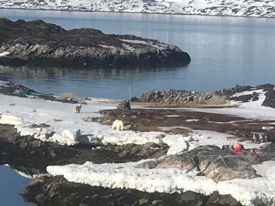Isbjørne set tæt ved Nuuk