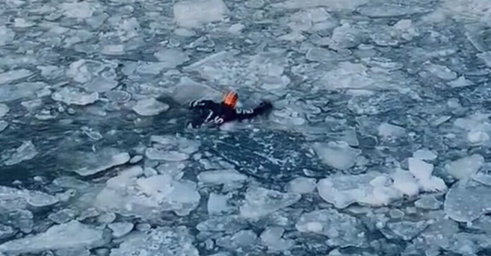 Justin Fornal skal svømme gennem is og isbjerge fra Canada til Qaanaaq i august.