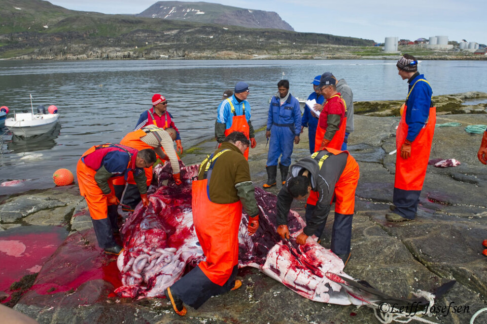 det er problematisk, når IWC afviser Grønlands ønske om større kvoter på hvaler, lyder det fra landets restauratører. Foto: Leiff Josefsen