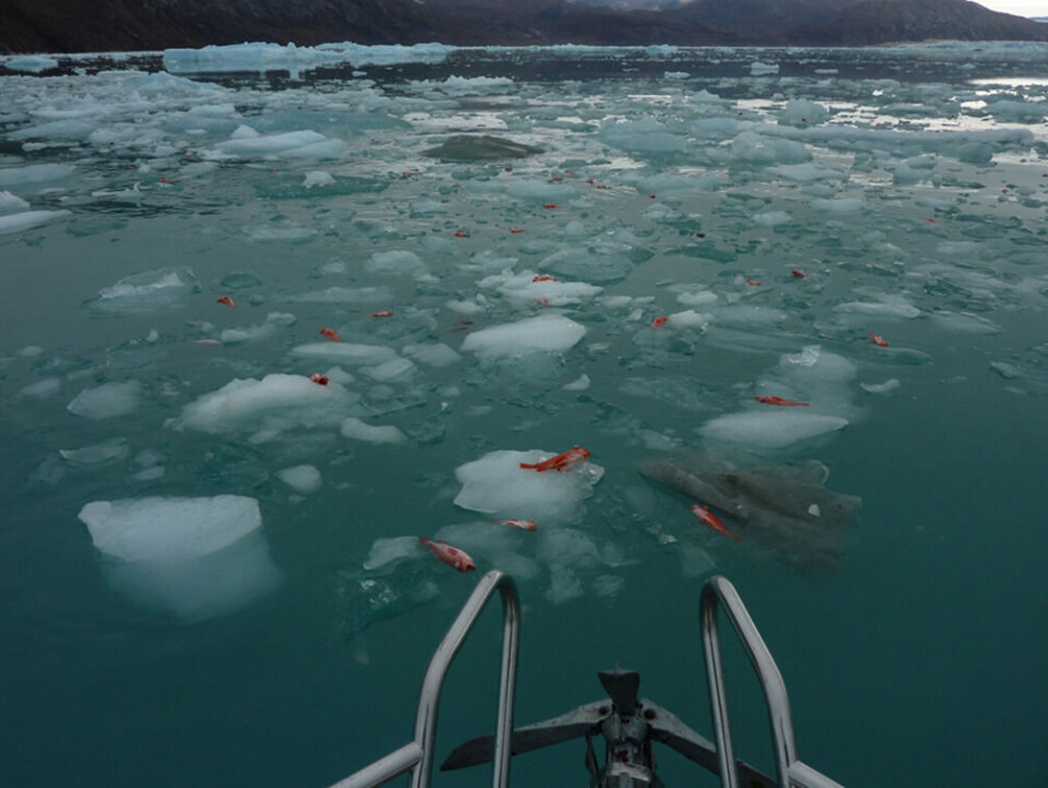 Store mængder rødfisk i fjordens bundvand nær gletsjeren døde af dykkersyge ved en hændelse tilbage i 2009, skriver Grønlands Naturinstitut.