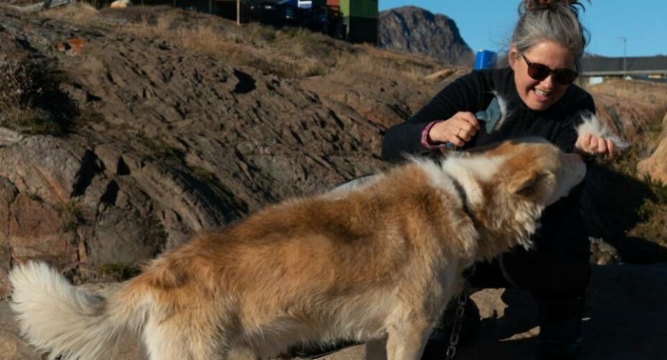 Garn af uld fra slædehund og hare