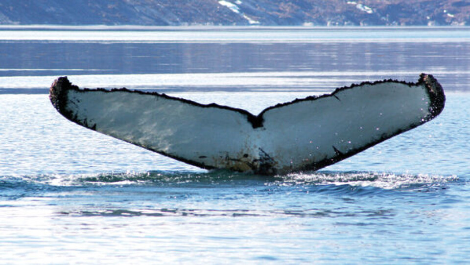 Pukkelhval som dykker i Nuuk fjorden. Den genkendes på sin hale, der afslører, at hvalen har besøgt fjorden hvert år de sidste mange somre, og at den altså hører hjemme ved Nuuk. Foto Tenna Boye
