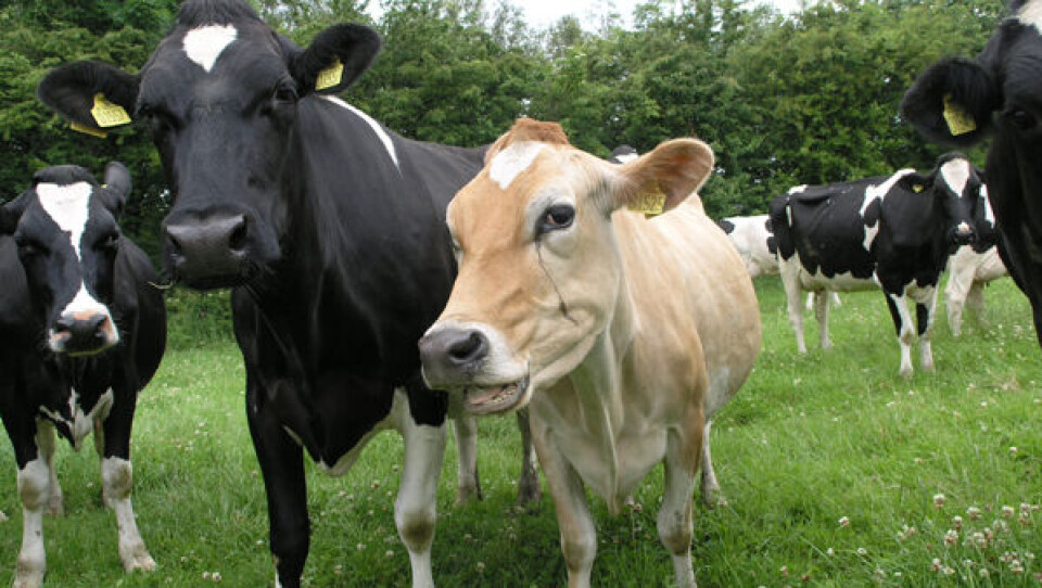 Køer fra Thise. Foto: KNB Sådan ser mælkekartonen ud med grønlandsk varedeklaration på siden. Foto: KNB Køer fra Thise. Foto: KNB Sådan ser mælkekartonen ud med grønlandsk varedeklaration på siden. Foto: KNB Køer fra Thise. Foto: KNB Sådan ser mælkekartonen ud med grønlandsk varedeklaration på siden. Foto: KNB