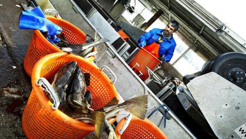 Arctic Prime Fisheries opfylder alle fiskerilovens regler, pointerer Ane Hansen. Foto: Jens Dige, Polfoto.