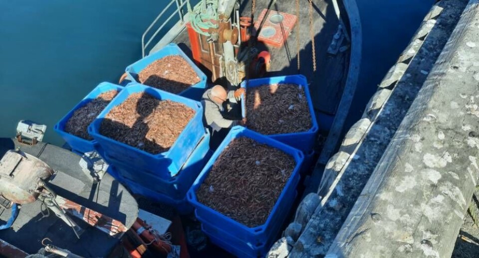 Tirsdag har destrueret godt 7,5 tons rejer der ikke kan valideres af GFLK, da det er ulovlig fangst, men det har GFLK ikke hjemmel til at gøre mener Polar Seafoods advokater. Polar Seafood