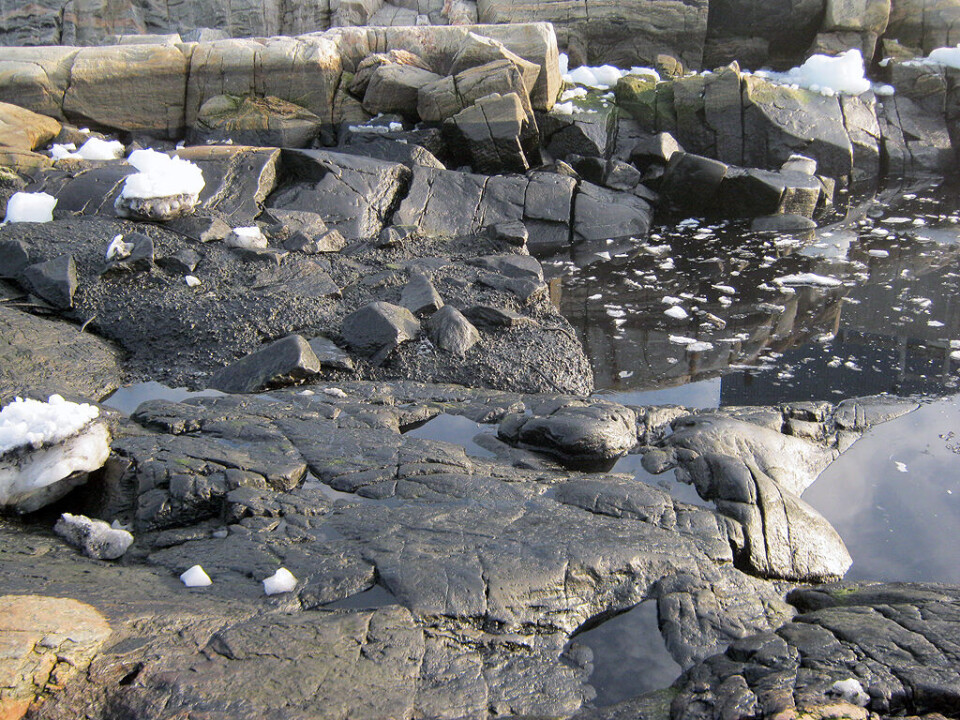 Kysten ved Nukissiorfiit i Ilulissat er blevet forurenet af en ”ikke-ubetydelig” mængde spildolie ifølge politiet. Foto: Qaasuitsup Kommunia