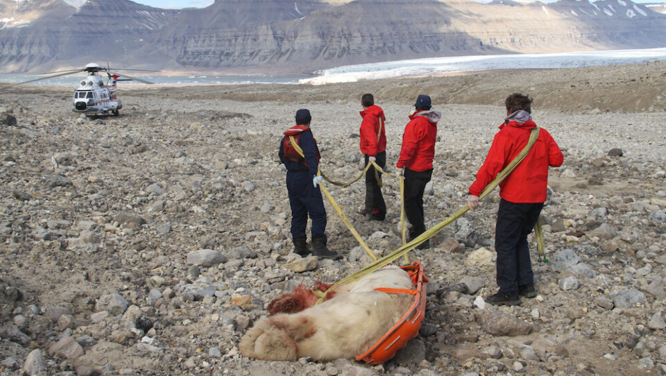 Ung englænder, der kæmpede med Isbjørn på Svalbard: - Jeg er ikke nogen helt. Jeg slog isbjørnen, fordi jeg kæmpede for mit liv, ikke fordi jeg ville slås med den. Foto: sysselmannen.no
