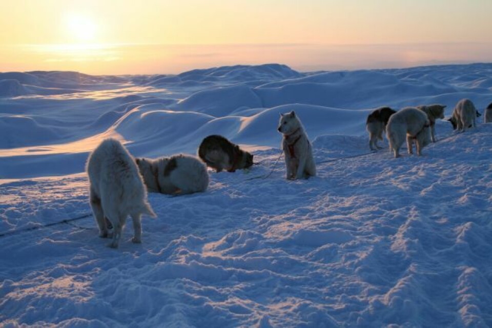 En ny kørselsvedtægt i Qeqqata Kommunia vil påvirke turisterhvervet - herunder ture med hundeslæder negativt, mener Qimusseq Sisimiut.
