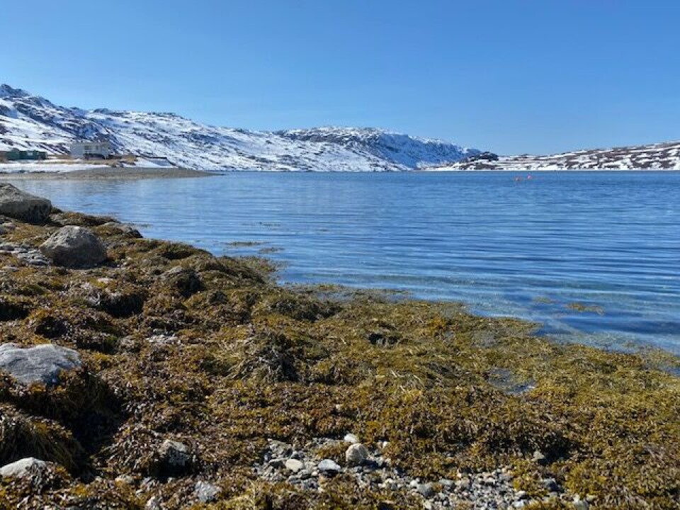 Strategi for Grønlands dyreliv i høring