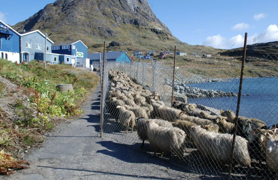 Fra 2030 vil mindre fåreholdere miste støtte