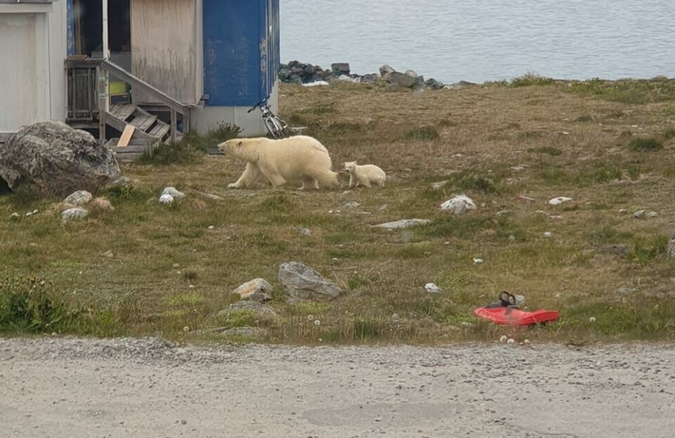 Tæt møde med isbjørn i Nanortalik