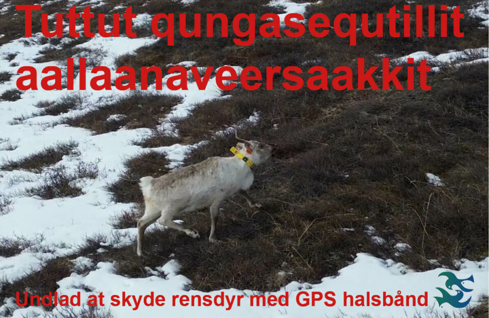 Naturinstituttet: Skyd ikke rensdyr med GPS-halsbånd